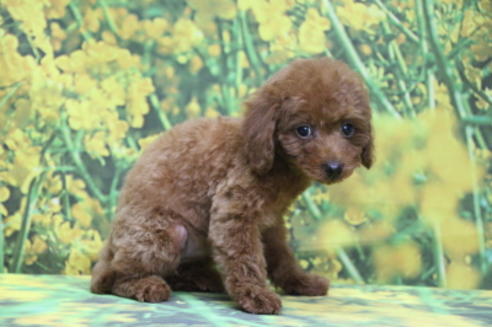 成約済の千葉県のトイプードル-69250の3枚目