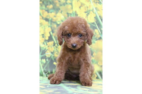 成約済の千葉県のトイプードル-69250の2枚目