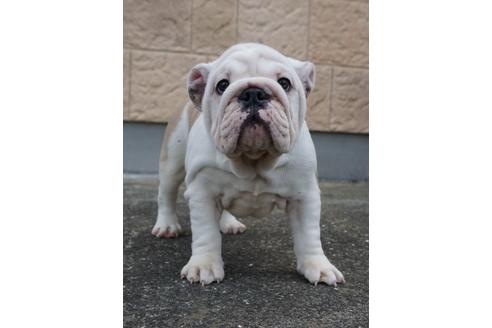 成約済の愛媛県のブルドッグ-67394の1枚目