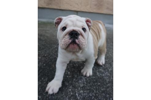 成約済の愛媛県のブルドッグ-67394の2枚目