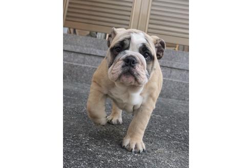 成約済の愛媛県のブルドッグ-67393の1枚目