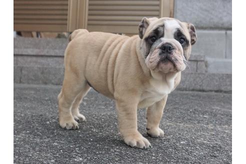 成約済の愛媛県のブルドッグ-67393の3枚目