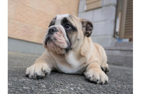 成約済の愛媛県のブルドッグ-67393の2枚目