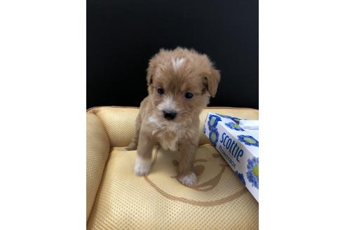 成約済の栃木県のミックス犬-69673の1枚目