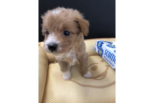 成約済の栃木県のミックス犬-69673の4枚目
