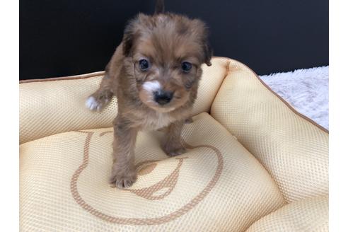 成約済の栃木県のミックス犬-69674の1枚目