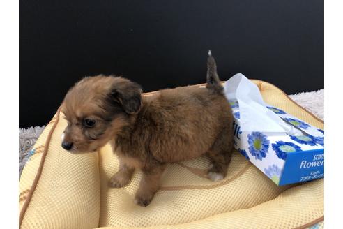 成約済の栃木県のミックス犬-69674の3枚目