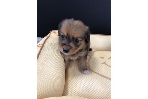 成約済の栃木県のミックス犬-69675の1枚目