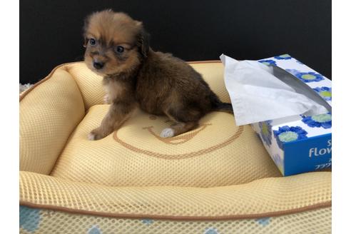 成約済の栃木県のミックス犬-69675の4枚目