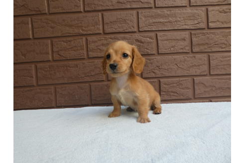 成約済の埼玉県のミニチュアダックスフンド(ロングヘアード)-69681の1枚目