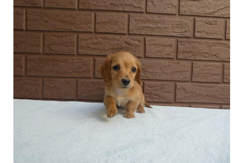 成約済の埼玉県のミニチュアダックスフンド(ロングヘアード)-69681の2枚目