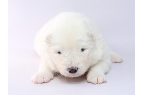 成約済の栃木県のサモエド-69683の1枚目