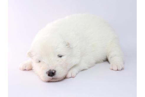 成約済の栃木県のサモエド-69683の2枚目