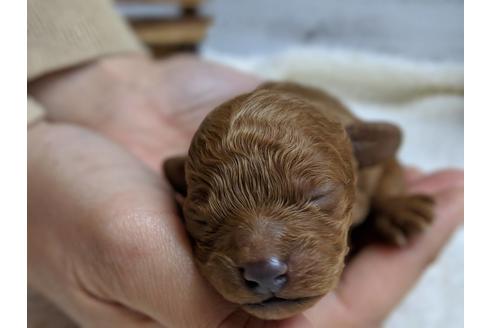 成約済の静岡県のトイプードル-69700の9枚目