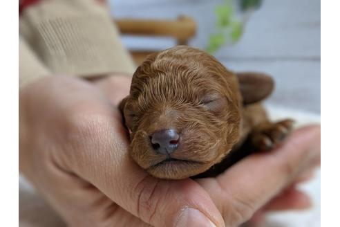 成約済の静岡県のトイプードル-69700の8枚目
