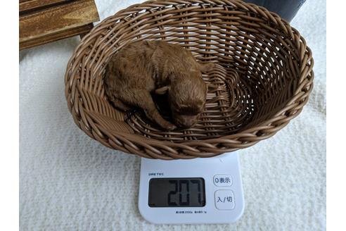 成約済の静岡県のトイプードル-69700の7枚目