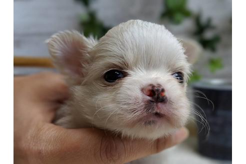 成約済の静岡県のチワワ(ロングコート)-68248の6枚目