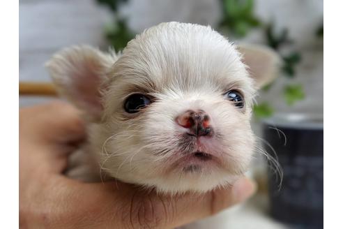 成約済の静岡県のチワワ(ロングコート)-68248の5枚目