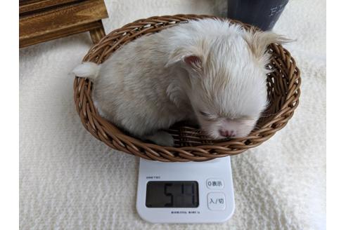 成約済の静岡県のチワワ(ロングコート)-68248の4枚目