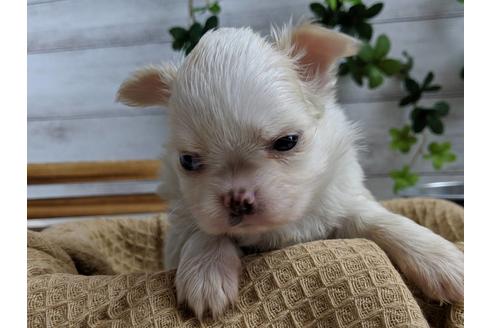 成約済の静岡県のチワワ(ロングコート)-68248の3枚目