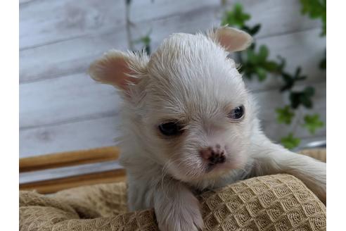 成約済の静岡県のチワワ(ロングコート)-68248の2枚目