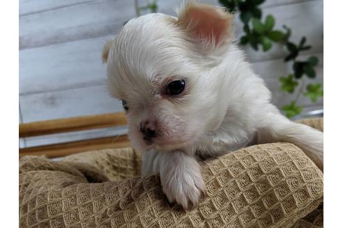 成約済の静岡県のチワワ(ロングコート)-68248