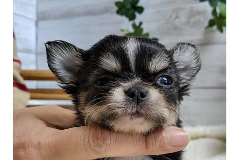 成約済の静岡県のチワワ(ロングコート)-68249の6枚目