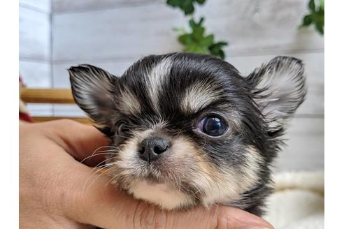 成約済の静岡県のチワワ(ロングコート)-68249の5枚目