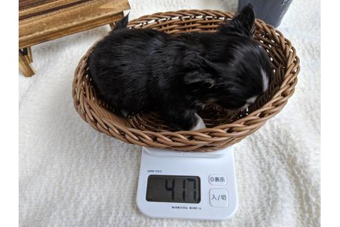 成約済の静岡県のチワワ(ロングコート)-68249の4枚目