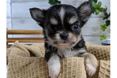 成約済の静岡県のチワワ(ロングコート)-68249の3枚目