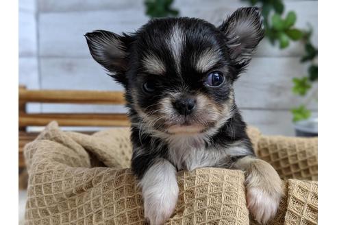 成約済の静岡県のチワワ(ロングコート)-68249の2枚目