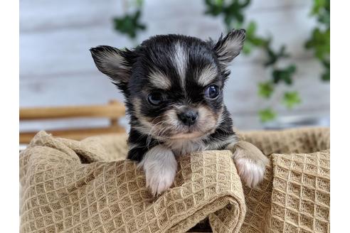 成約済の静岡県のチワワ(ロングコート)-68249