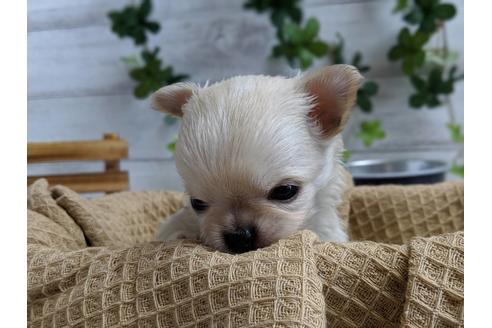 成約済の静岡県のチワワ(ロングコート)-68961の2枚目