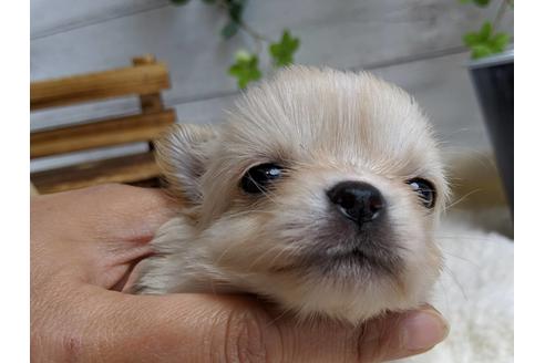 成約済の静岡県のチワワ(ロングコート)-68962