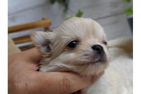 成約済の静岡県のチワワ(ロングコート)-68962の7枚目