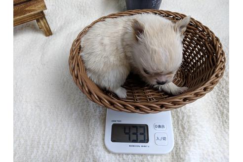 成約済の静岡県のチワワ(ロングコート)-68962の6枚目