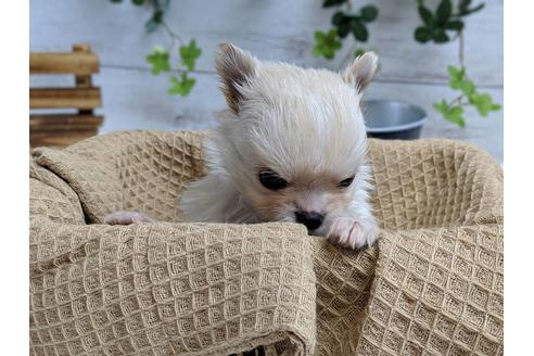 成約済の静岡県のチワワ(ロングコート)-68962の5枚目