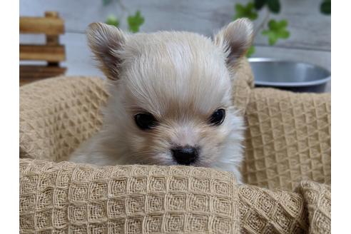 成約済の静岡県のチワワ(ロングコート)-68962の3枚目