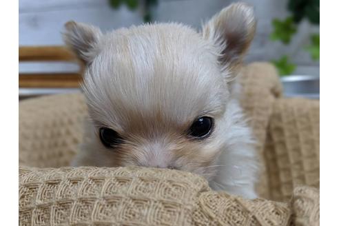 成約済の静岡県のチワワ(ロングコート)-68962の2枚目