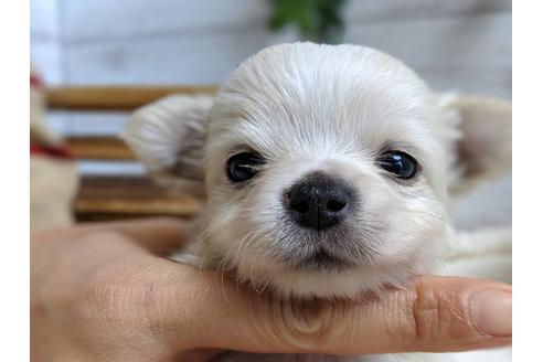 成約済の静岡県のチワワ(ロングコート)-68963