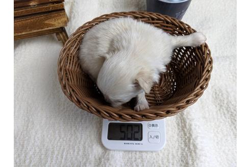 成約済の静岡県のチワワ(ロングコート)-68963の4枚目