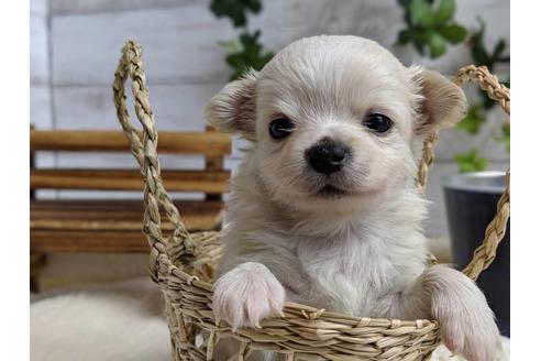 成約済の静岡県のチワワ(ロングコート)-68963の3枚目