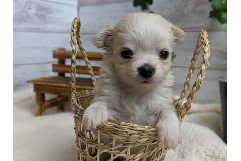 成約済の静岡県のチワワ(ロングコート)-68963の2枚目