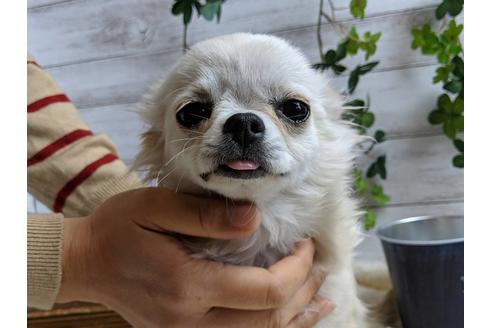 成約済の静岡県のチワワ(ロングコート)-68964