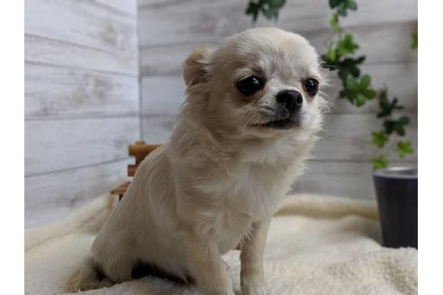 成約済の静岡県のチワワ(ロングコート)-68964の6枚目