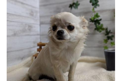 成約済の静岡県のチワワ(ロングコート)-68964の5枚目