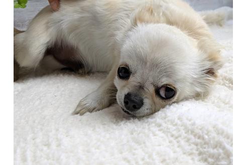 成約済の静岡県のチワワ(ロングコート)-68964の4枚目