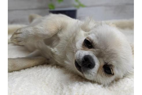 成約済の静岡県のチワワ(ロングコート)-68964の2枚目