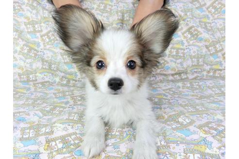 成約済の千葉県のパピヨン-69705の16枚目