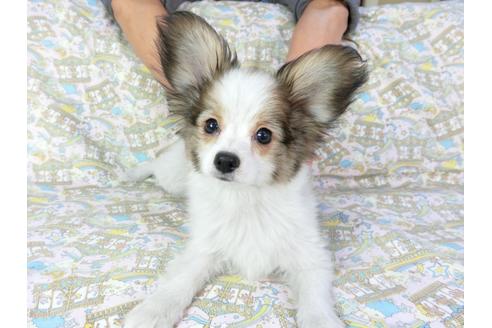 成約済の千葉県のパピヨン-69705の14枚目